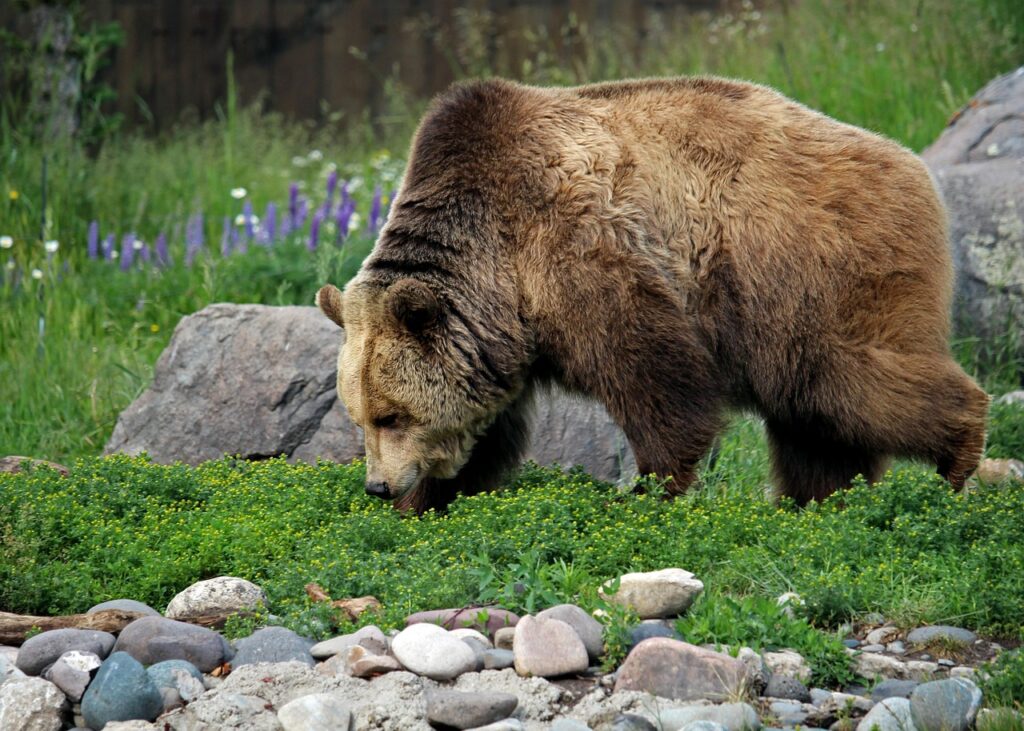 Grizzly Bear in Montana State